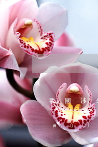 我國涉外法律服務(wù)業(yè)務(wù)不斷拓展