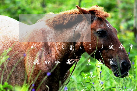 我國規(guī)定今年國慶怎么放假（國慶假加班工資怎么算）