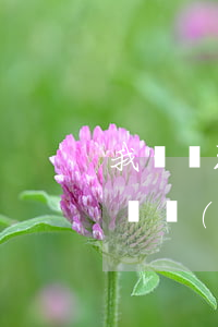 我國辦理營業(yè)執(zhí)照多少錢（內(nèi)資企業(yè)登記費（含私營企業(yè)））