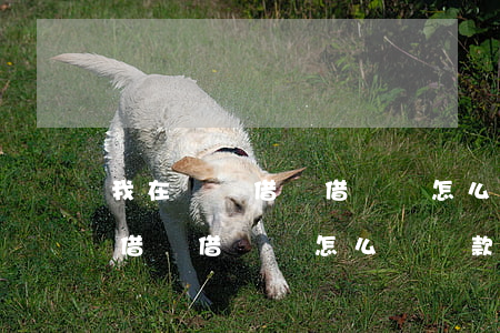 我在螞蟻借唄借兩萬怎么樣還款-我在螞蟻借唄借兩萬怎么樣還款呢