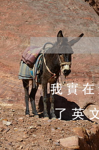 我實在還不起信用卡了(我實在還不起信用卡了英文)