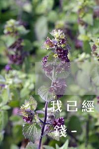 我已經(jīng)逾期了要不要問家里借錢-