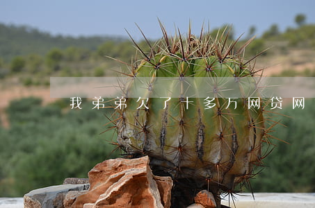 我弟弟欠了十多万网贷(网贷欠了三十万)