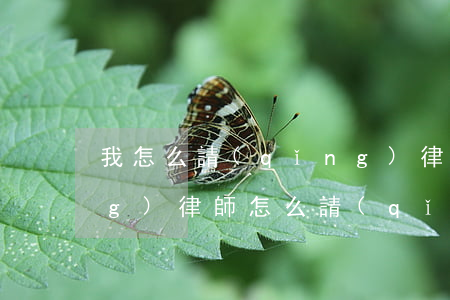 我怎么請(qǐng)律師(我要請(qǐng)律師怎么請(qǐng))