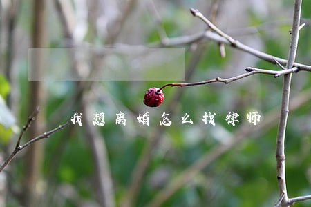 我想离婚怎么找律师
