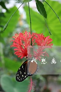 我想离婚怎么起诉离婚(想离婚怎样去起诉)