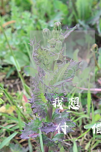 我想舉報一個人欠花唄借唄錢不還-舉報支付寶借唄花唄網(wǎng)貸
