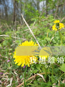 我想離婚什么方法最快沒小孩