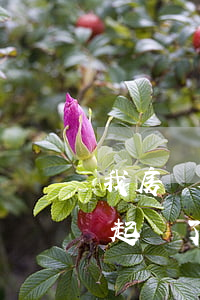 我房東欠網(wǎng)貸(本人欠房租房東起訴了我)