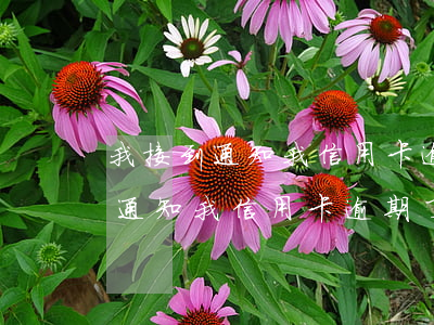 我接到通知我信用卡逾期了六年了-我接到通知我信用卡逾期了六年了怎么辦