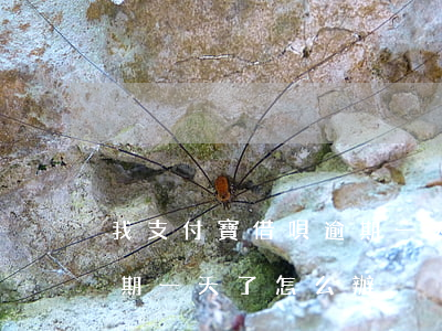 我支付寶借唄逾期一天了-我支付寶借唄逾期一天了怎么辦