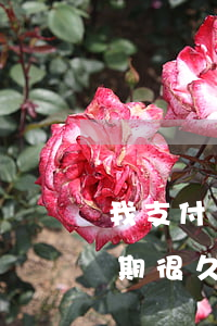 我支付寶借唄逾期很久了-我支付寶借唄逾期很久了怎么辦