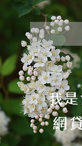 我是女生欠了很多網貸(有沒有女的欠下好多網貸)