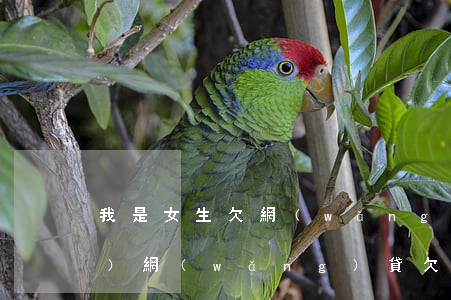 我是女生欠網(wǎng)貸十萬(wàn)(網(wǎng)貸欠了10多萬(wàn))