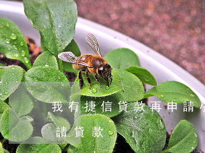 我有捷信貸款再申請小鵝(捷信app怎么申請貸款)