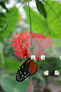 我有網(wǎng)貸逾期會(huì)影響提取公積金嗎-我有網(wǎng)貸逾期會(huì)影響提取公積金嗎知乎