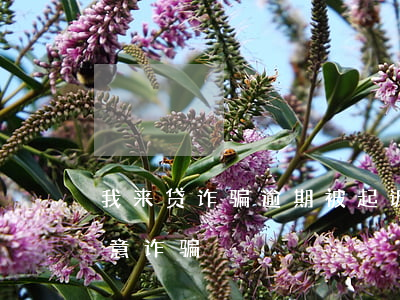 我来贷诈骗逾期被起诉(贷款还不起了告我恶意诈骗)