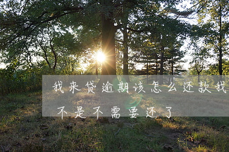 我来贷逾期该怎么还款(我来贷逾期一年了是不是不需要还了?)