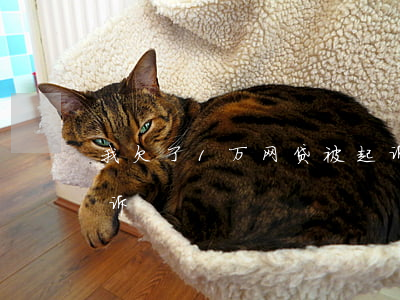 我欠了1万网贷被起诉(我欠了1万网贷被起诉)