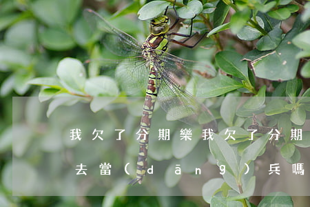 我欠了分期樂(我欠了分期樂的錢沒有逾期能去當(dāng)兵嗎)