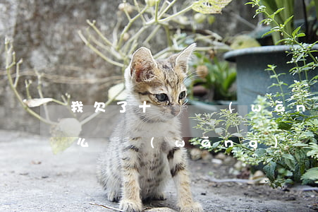 我欠了十幾萬網(wǎng)貸還不上了怎么辦(網(wǎng)貸欠十多萬還不起了怎么辦)