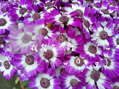 我欠了幾十個網(wǎng)貸40萬怎么辦(網(wǎng)貸欠款40萬怎么辦)