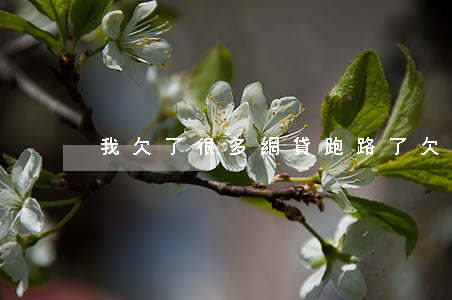 我欠了很多網貸跑路了(欠網貸可以跑路嗎)
