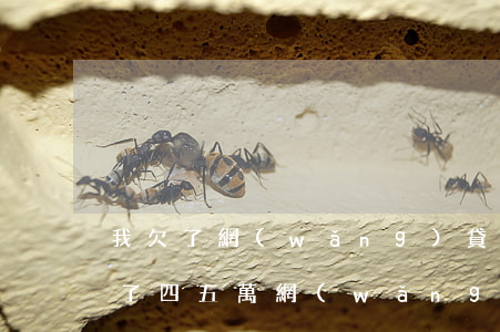 我欠了網(wǎng)貸五萬多不想活了(欠了四五萬網(wǎng)貸還不起怎么辦)