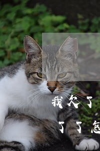 我欠了网贷还不上了怎么办(欠网贷确实还不了了怎么办)