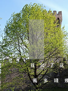 我欠了花唄一萬多錢幾年沒還(我欠了花唄一萬多錢幾年沒還)