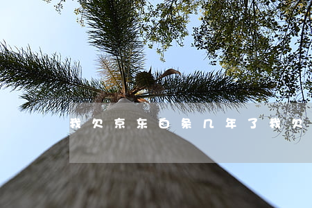 我欠京东白条几年了(我欠京东白条快一年了)