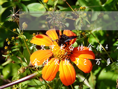 我欠京东白条金条4万块一年了(京东白条和金条欠款了2万多真的会上门吗)