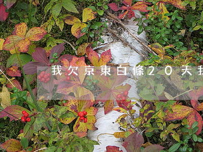 我欠京東白條20天(我欠京東白條快一年了)