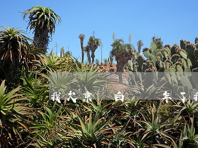 我欠京東白條幾年了(我欠京東白條快一年了)