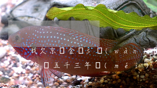 我欠京東金條5萬(wàn)塊一年了(京東金條五千三年沒(méi)還)