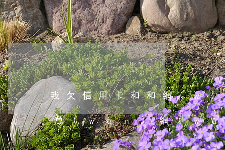 我欠信用卡和和網(wǎng)貸一共20萬(wàn)(網(wǎng)貸加信用卡欠款40萬(wàn))