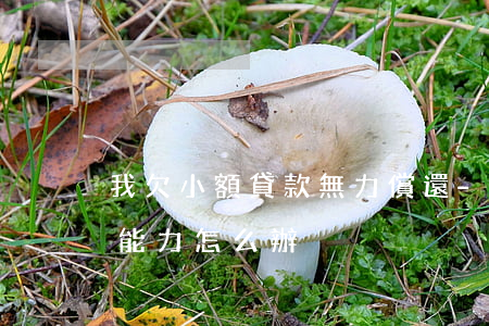 我欠小額貸款無力償還-小額貸款沒有償還能力怎么辦