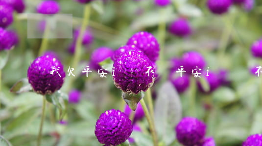 我欠平安i貸不還(平安i貸還不了款怎么辦)