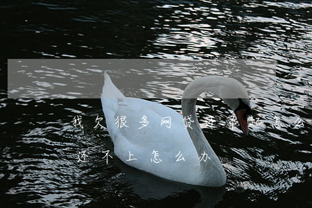 我欠很多网贷还不起怎么办(欠了很多个网贷还不上怎么办)