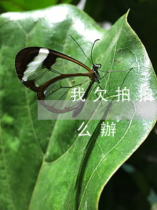 我欠拍拍貸欠沒能力償還(拍拍貸無力償還怎么辦)