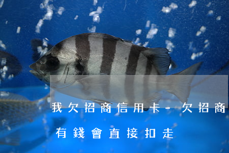 我欠招商信用卡-欠招商信用卡的錢儲蓄卡有錢會直接扣走?