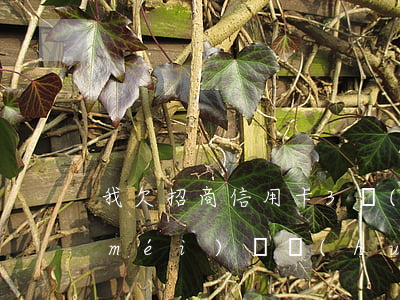 我欠招商信用卡3萬(wàn)多3年沒(méi)還會(huì)怎么樣-我欠招商信用卡3萬(wàn)多3年沒(méi)還會(huì)怎么樣呢