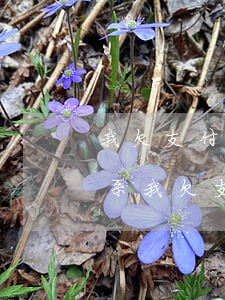 我欠支付寶借唄兩千上門嗎聯(lián)系(我欠支付寶借唄兩千上門嗎聯(lián)系)