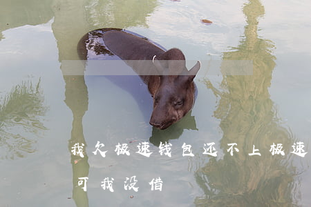 我欠极速钱包还不上(极速钱包说我借款到期可我没借)