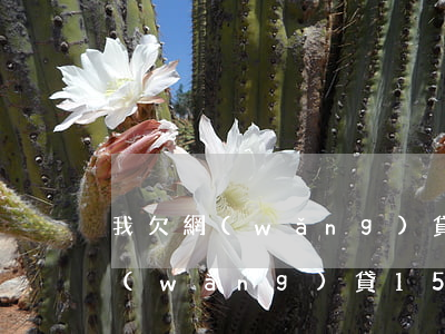 我欠網(wǎng)貸15萬怎么辦(我欠網(wǎng)貸15萬怎么辦)