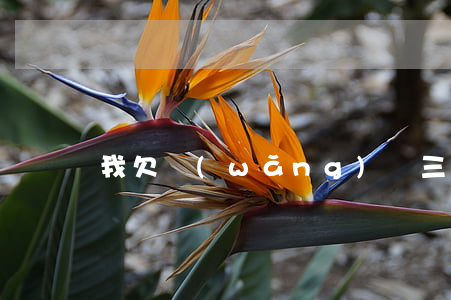 我欠網(wǎng)貸三萬(wàn)多