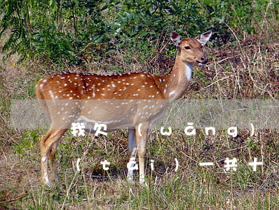 我欠網(wǎng)貸十幾個(gè)平臺(tái)一共十幾萬(欠網(wǎng)貸十多萬)