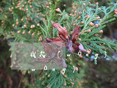我欠網(wǎng)貸還能買東西嗎(欠網(wǎng)貸沒還還可以網(wǎng)貸嗎)