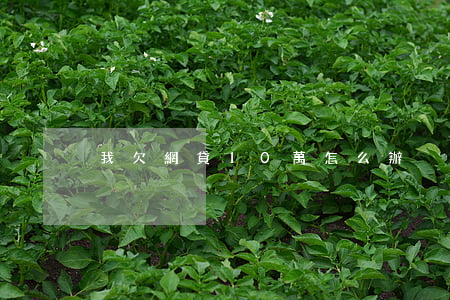 我欠網貸10萬怎么辦
