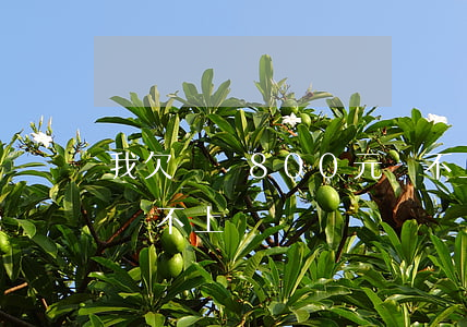 我欠網貸800元還不上(網貸欠了幾千塊錢還不上)